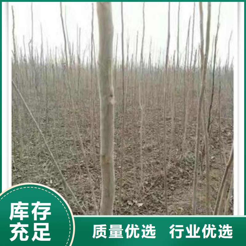 香椿苗花椒苗厂家现货批发