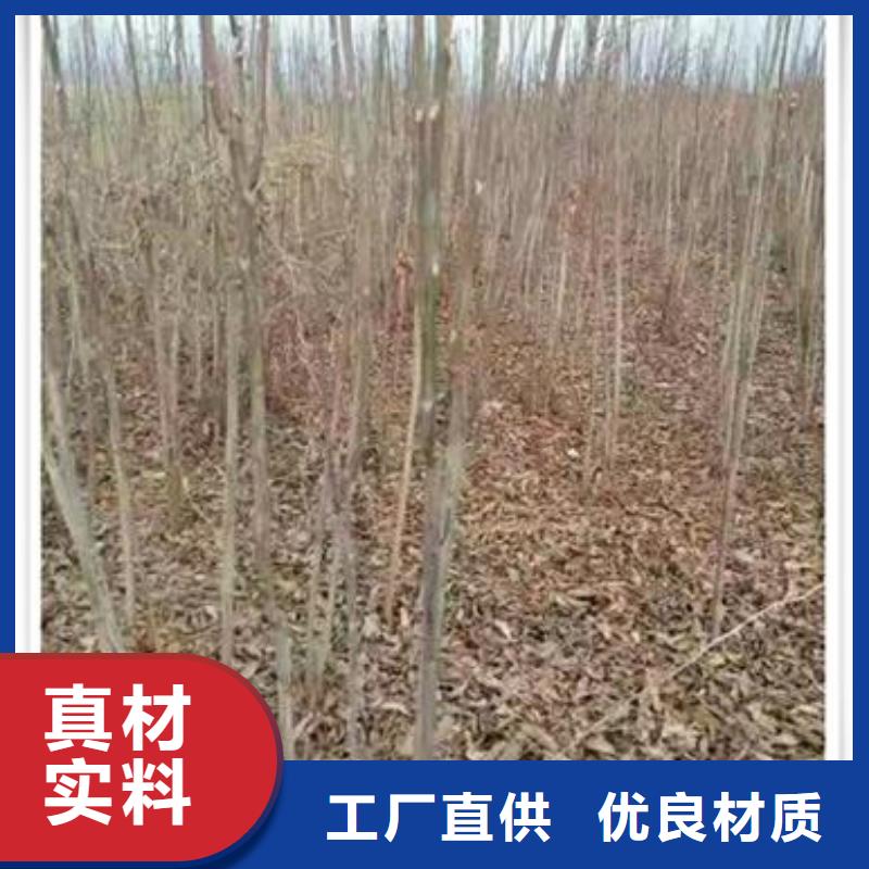 【香椿苗】_桃树苗联系厂家-服务区域包括苏家屯|法库|葫芦岛|阜新|锦州|本溪|盘锦|大连|朝阳等-产品视频