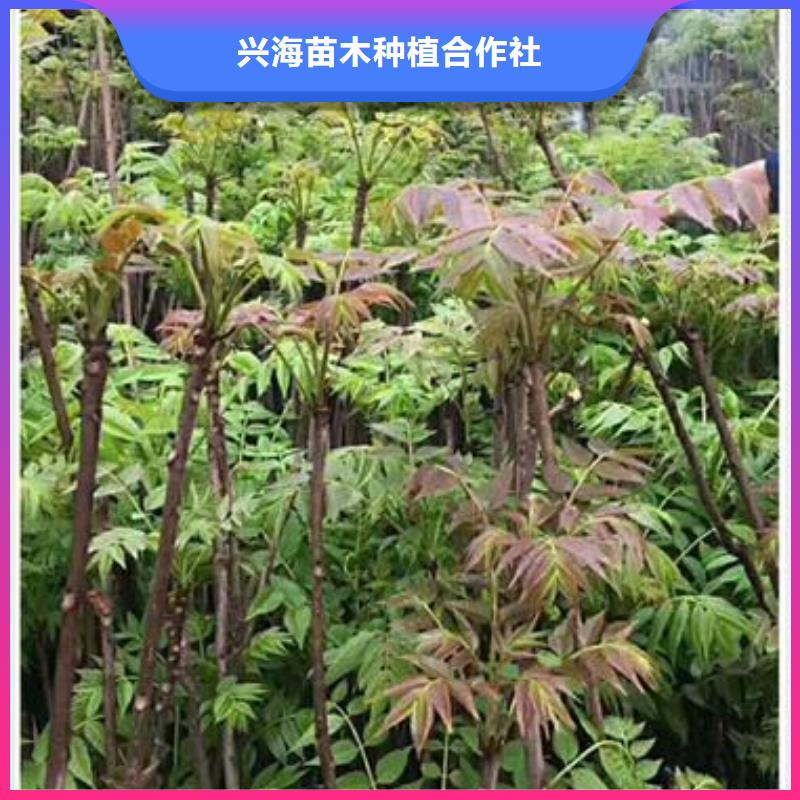 【香椿苗】_桃树苗联系厂家-服务区域包括苏家屯|法库|葫芦岛|阜新|锦州|本溪|盘锦|大连|朝阳等-产品视频