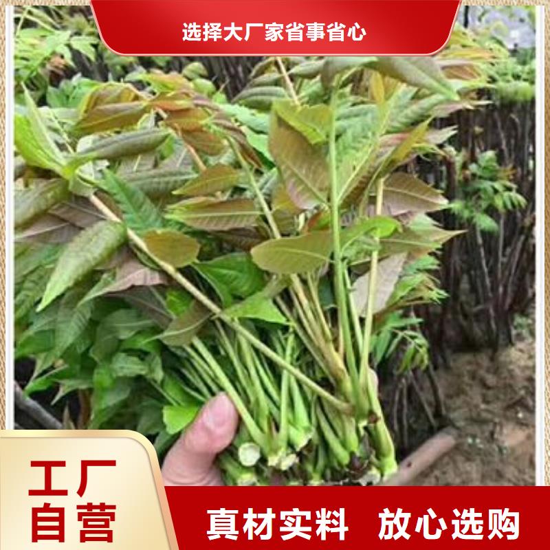 香椿苗板栗苗货源稳定
