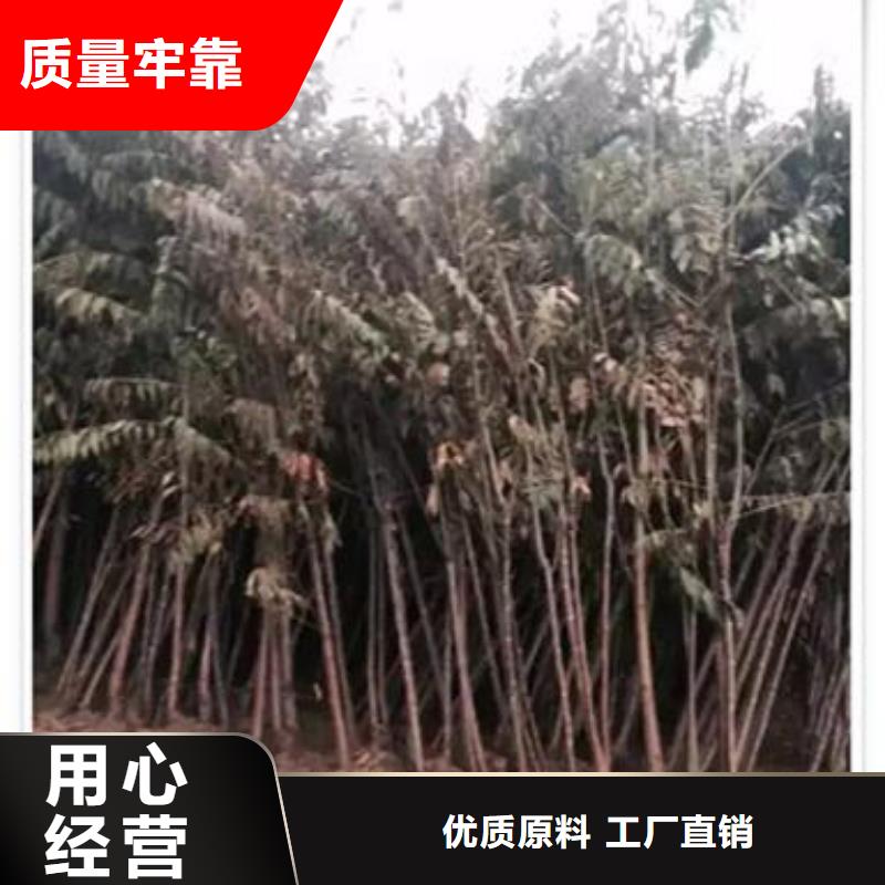 香椿苗-桃树苗精工细致打造