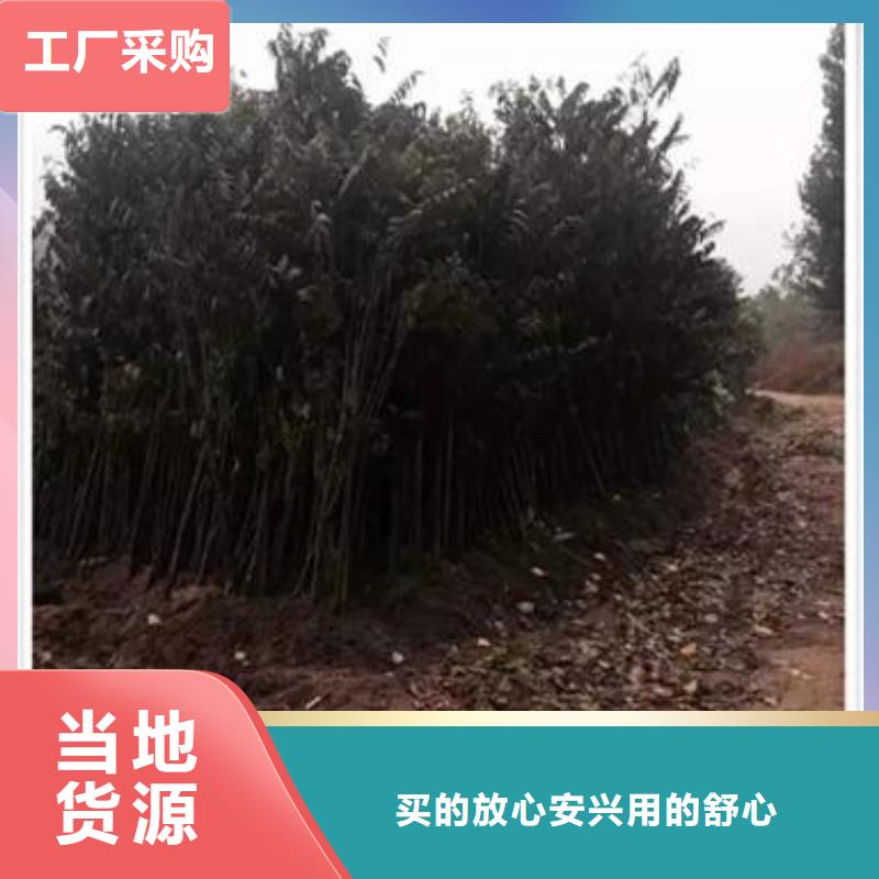 香椿苗花椒苗专心专注专业