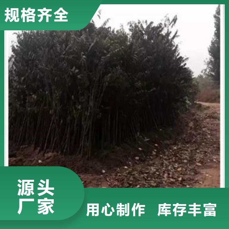 香椿苗花椒苗专心专注专业