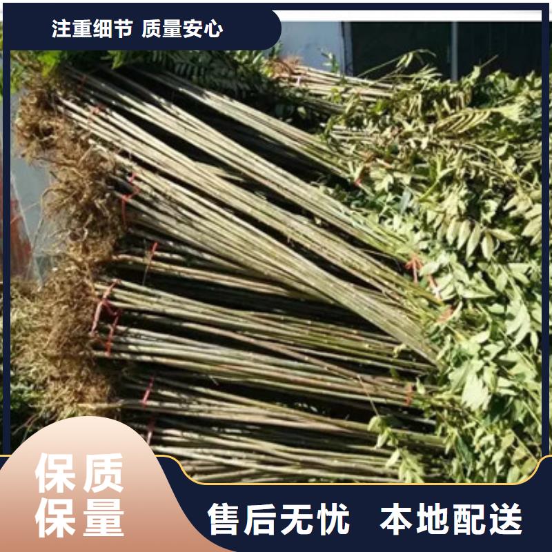 香椿苗梨树苗今年新款