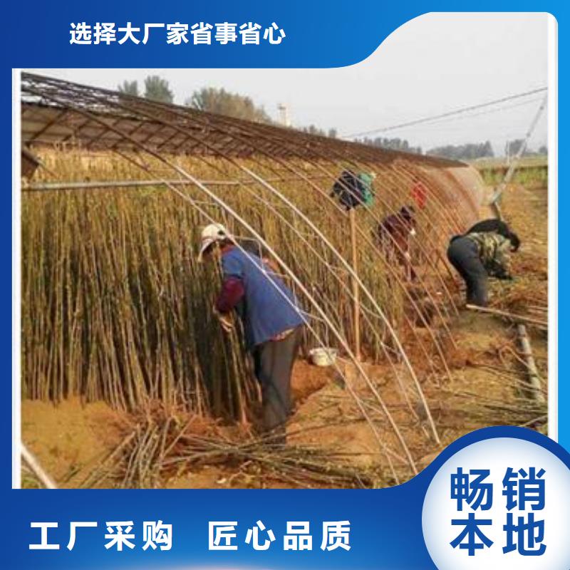 【香椿苗】_桃树苗联系厂家-服务区域包括法库|辽中|葫芦岛|营口|大连|鞍山|朝阳等-产品视频