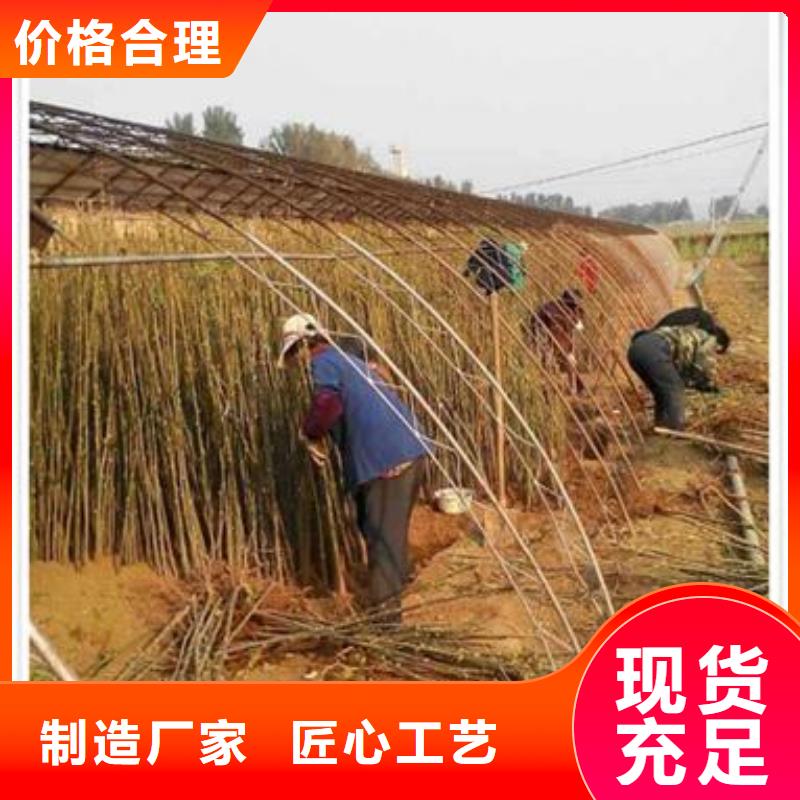 香椿苗板栗苗货源稳定