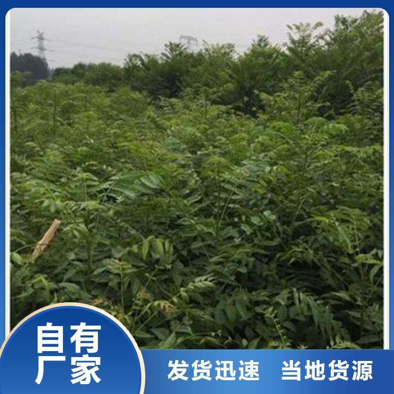 香椿苗花椒苗专心专注专业