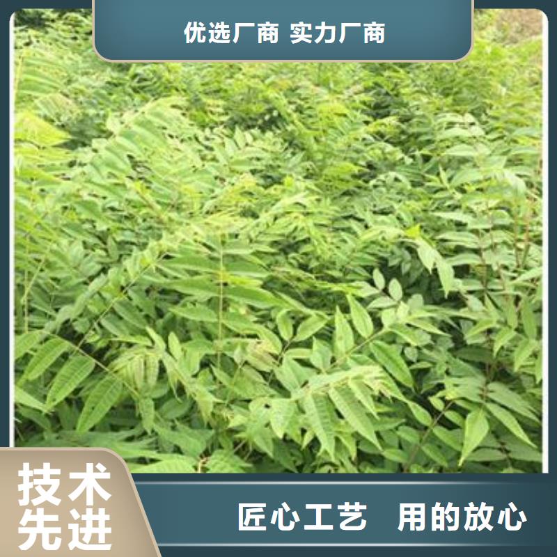 香椿苗_山楂苗用的放心