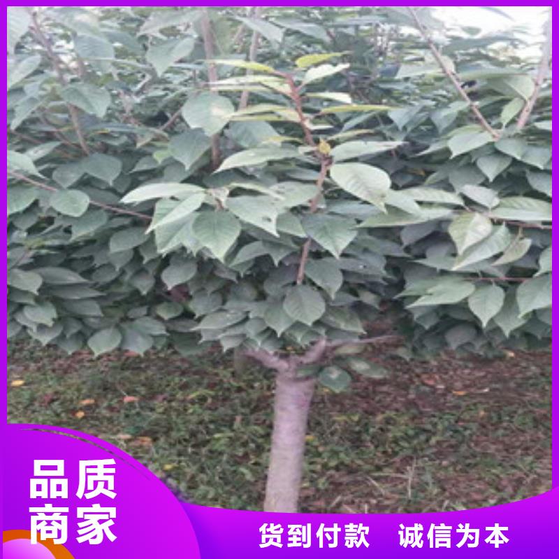 【 樱花-泰山景松 造型景松精选货源】本地品牌