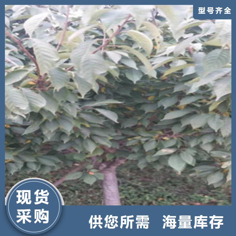 樱花蓝莓苗产地厂家直销