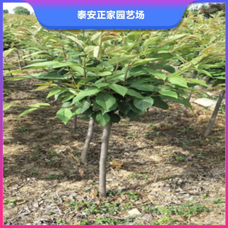 樱花【绿化树绿化工程】欢迎新老客户垂询