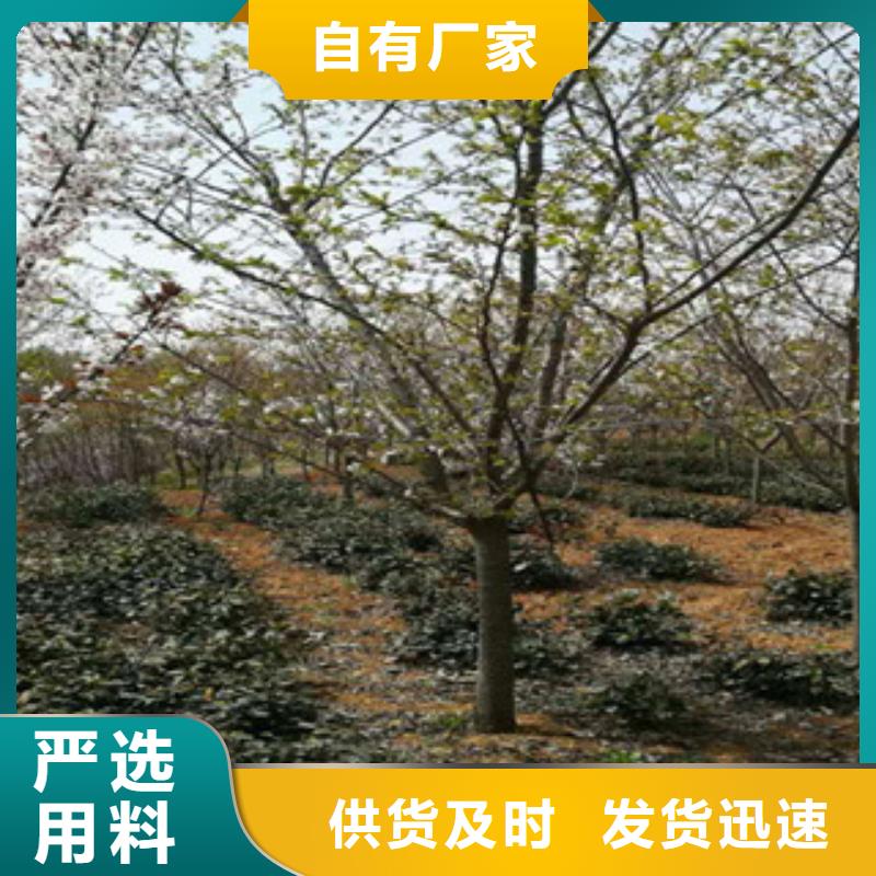 【樱花】核桃苗樱花苗长果桑树苗货源直供