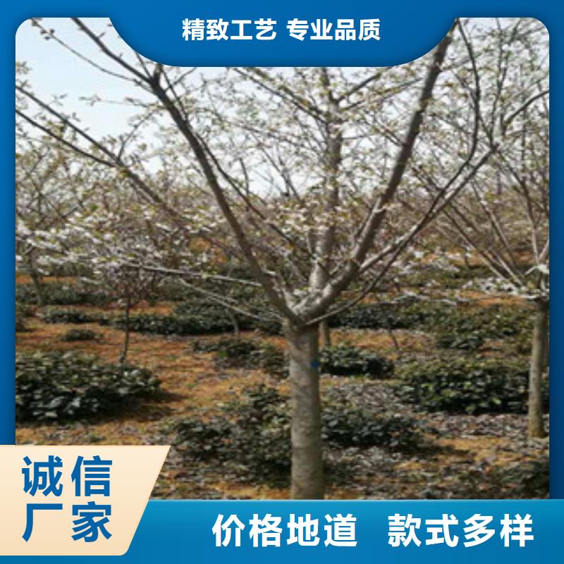 樱花【蓝莓苗】供货及时