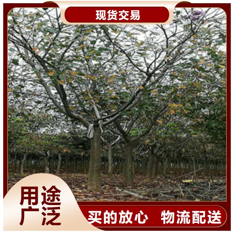 【樱花】-核桃苗樱花苗长果桑树苗规格型号全