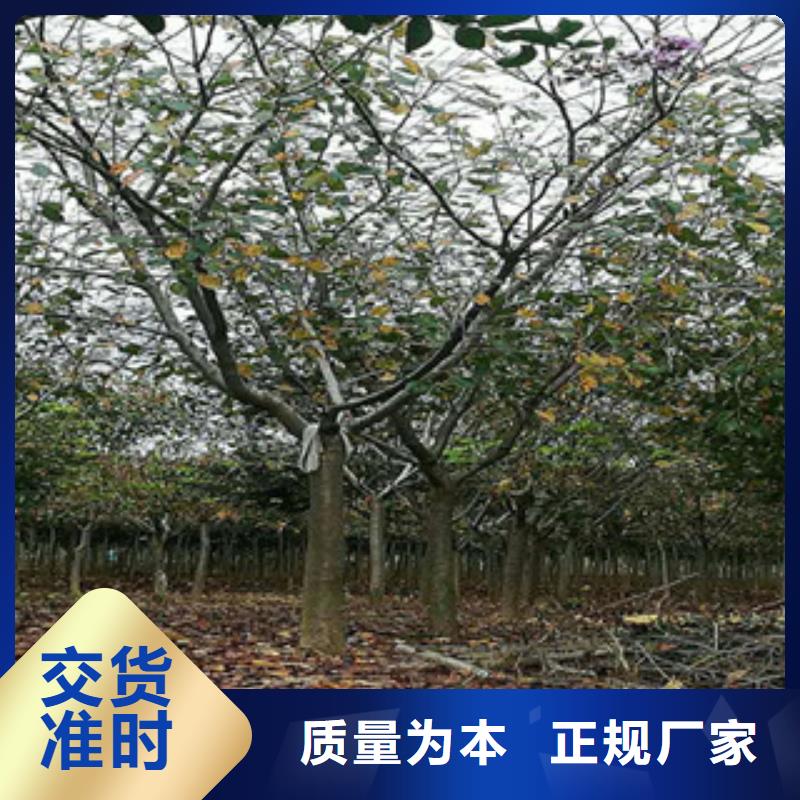 【樱花_树莓苗价格公道合理】