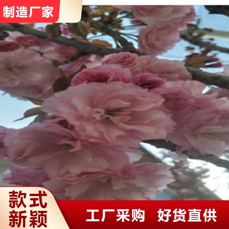 樱花绿化树绿化工程服务始终如一