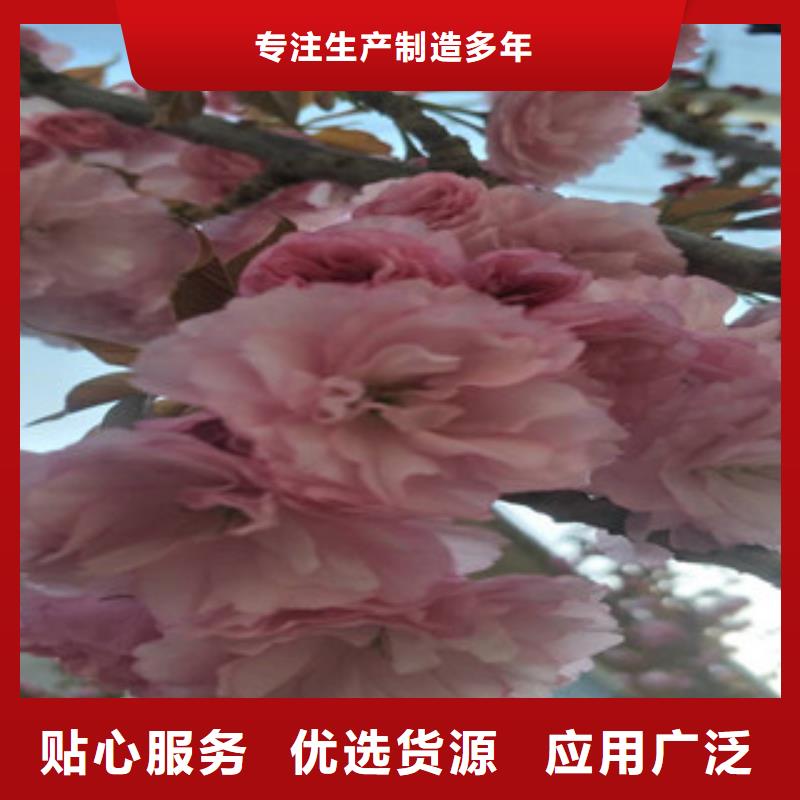 樱花,蓝莓苗一手价格