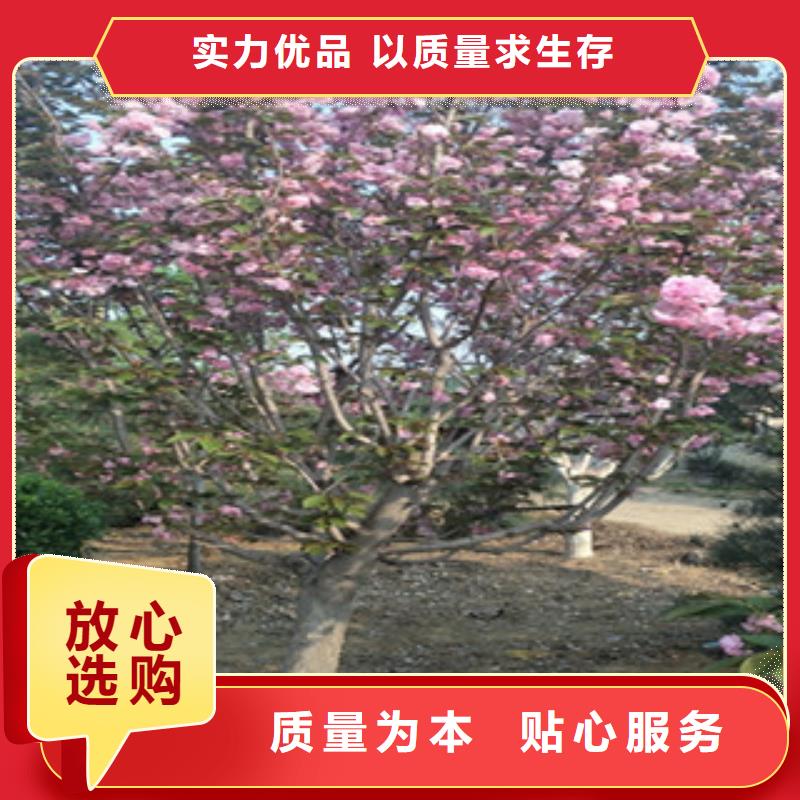 樱花_泰山景松造型景松品质无所畏惧