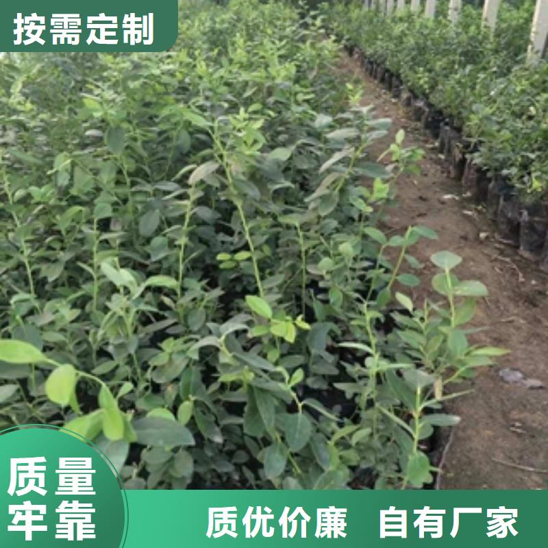 蓝莓苗绿化树绿化工程优质材料厂家直销