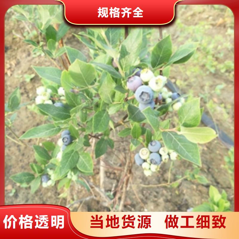 蓝莓苗_碧桃质量好