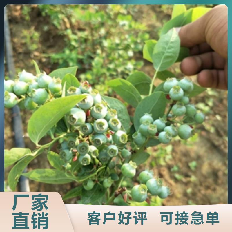 蓝莓苗核桃苗樱花苗长果桑树苗专注质量