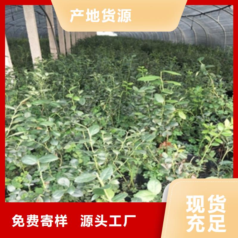 蓝莓苗钙果苗品质保证