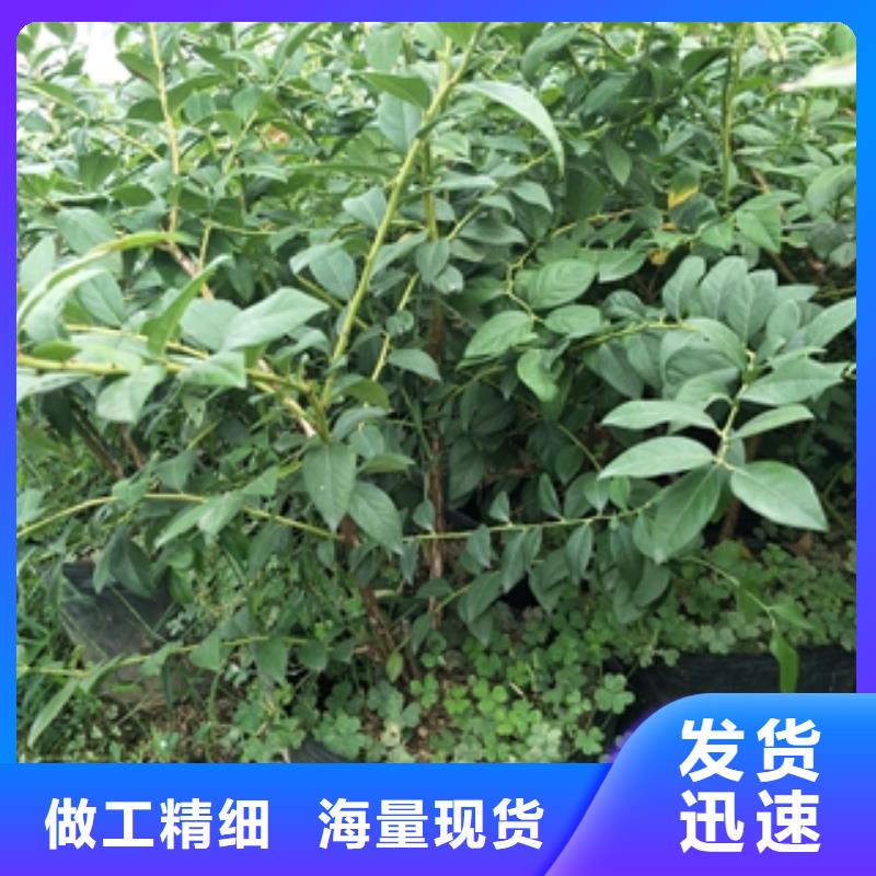 蓝莓苗泰山景松造型景松工厂现货供应