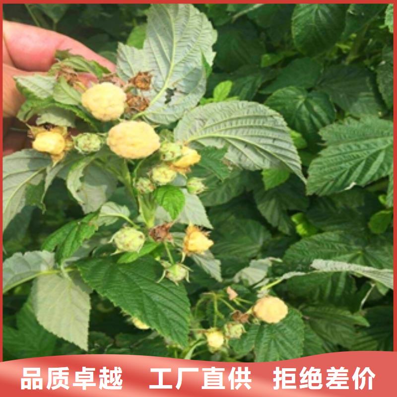 -呼玛|塔河|黑河|齐齐哈尔|牡丹江|鹤岗|哈尔滨|绥化|佳木斯【 树莓苗 钙果苗源头直供】
