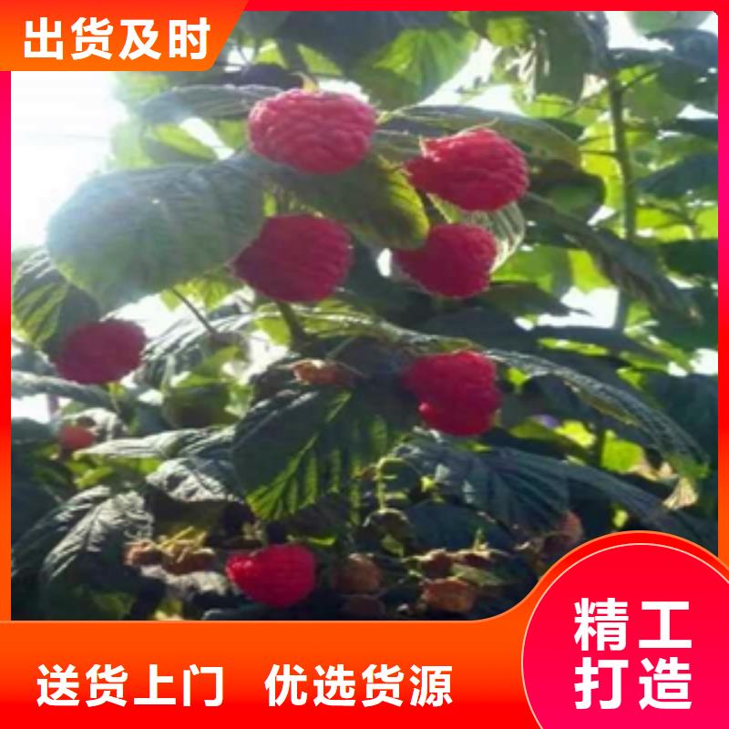 -呼玛|塔河|黑河|齐齐哈尔|牡丹江|鹤岗|哈尔滨|绥化|佳木斯【 树莓苗 钙果苗源头直供】