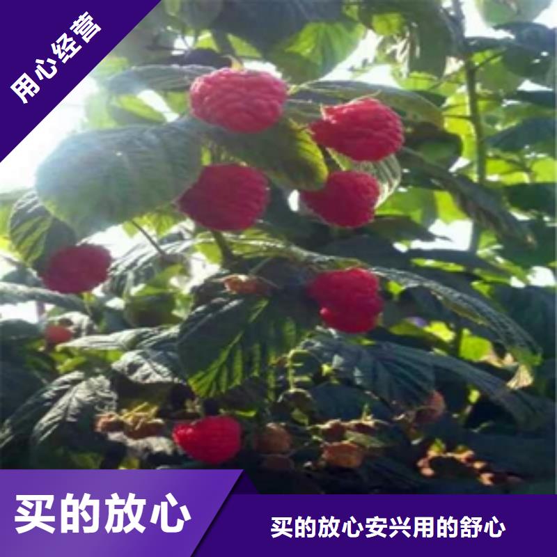 【 树莓苗 钙果苗源头直供】-正家园艺场(大兴安岭市分公司)