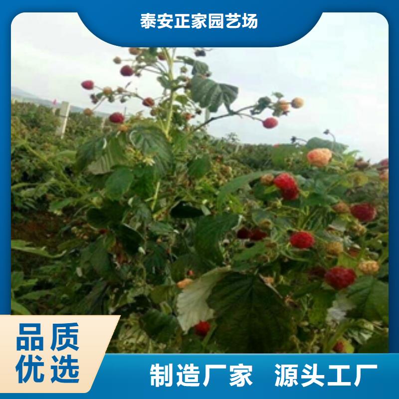 【 树莓苗 钙果苗源头直供】-正家园艺场(大兴安岭市分公司)