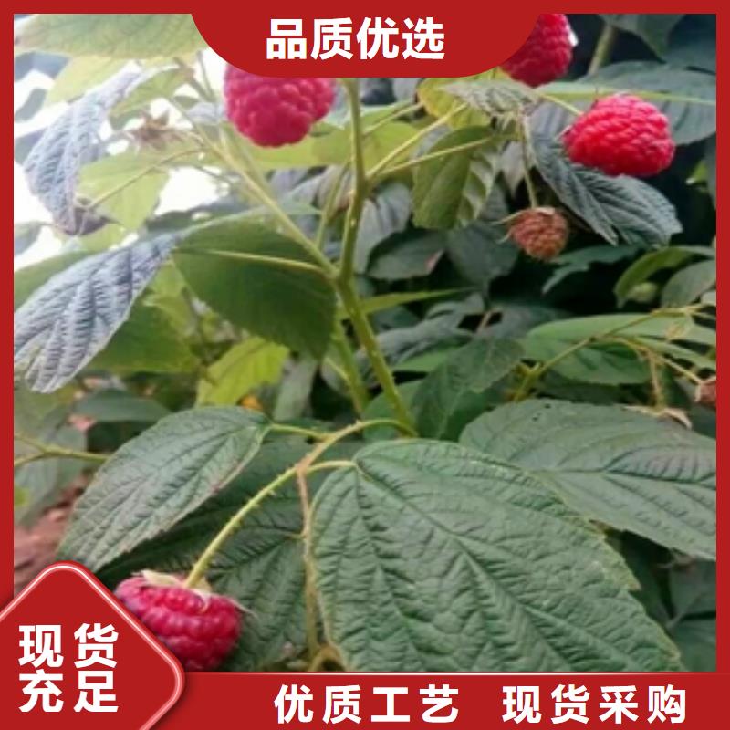 【树莓苗】-泰山景松 造型景松现货批发-服务区域包括蒲城|光泽|漳州|三明|泉州|厦门|莆田等-产品视频