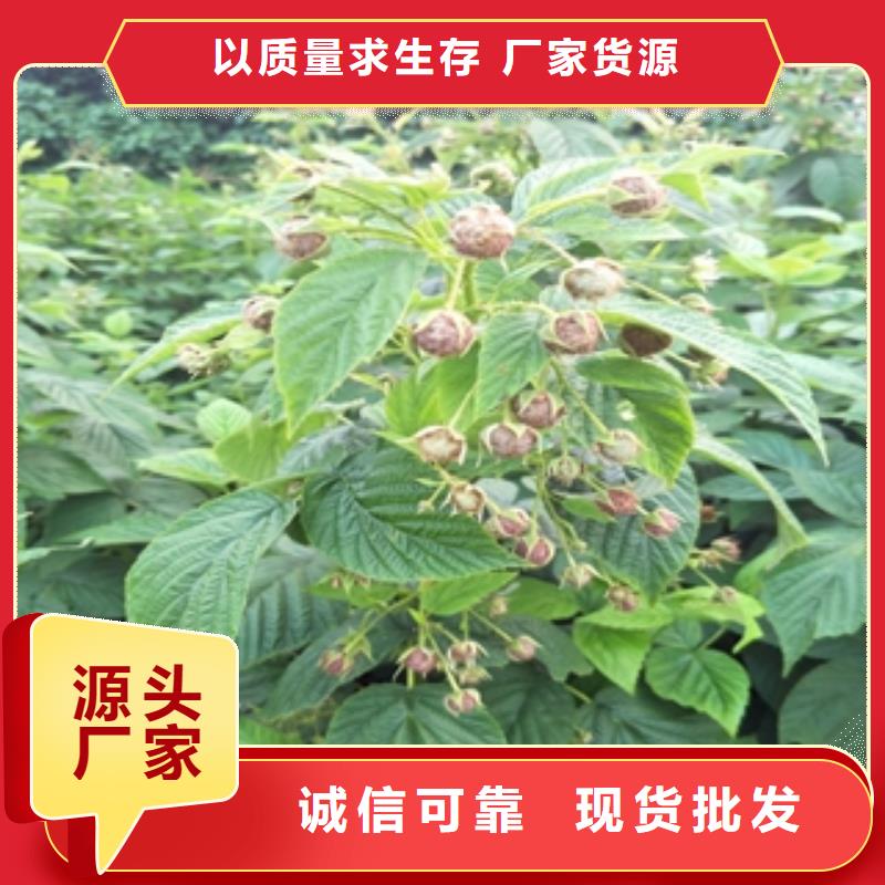 【 树莓苗 钙果苗源头直供】-正家园艺场(大兴安岭市分公司)