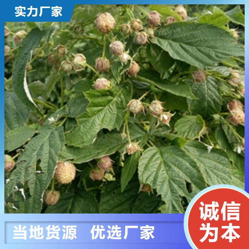 【 树莓苗 钙果苗源头直供】-正家园艺场(大兴安岭市分公司)