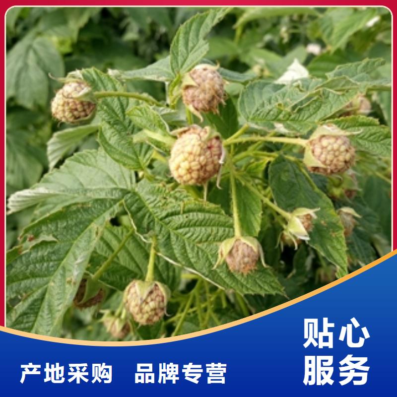 【 树莓苗 钙果苗源头直供】-正家园艺场(大兴安岭市分公司)
