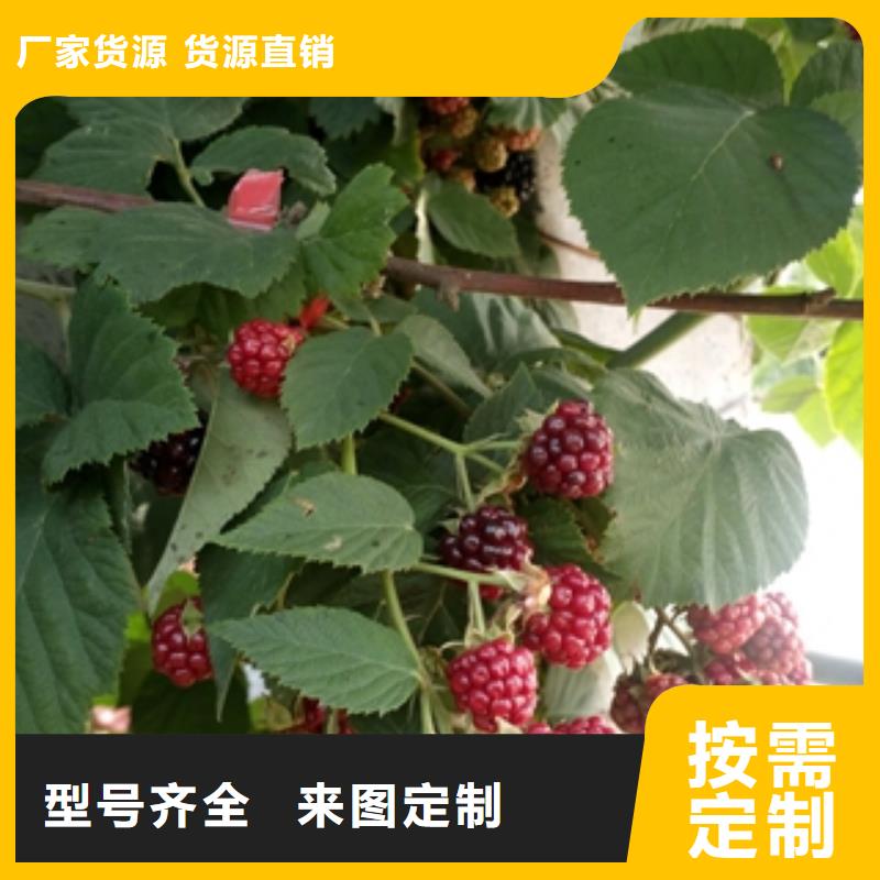 【树莓苗】-泰山景松 造型景松现货批发-服务区域包括蒲城|光泽|漳州|三明|泉州|厦门|莆田等-产品视频
