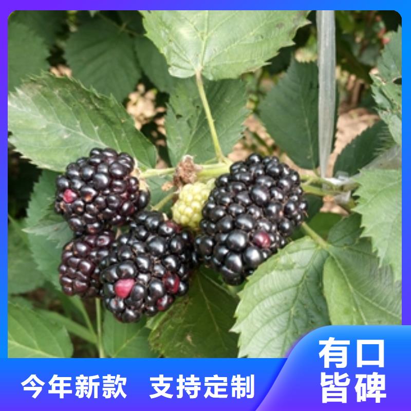 -呼玛|塔河|黑河|齐齐哈尔|牡丹江|鹤岗|哈尔滨|绥化|佳木斯【 树莓苗 钙果苗源头直供】