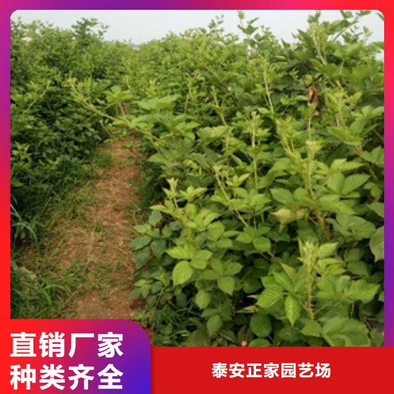 口碑好实力强【树莓苗】_蓝莓苗生产经验丰富