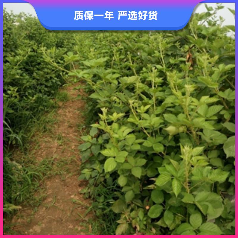 【 树莓苗 钙果苗源头直供】-正家园艺场(大兴安岭市分公司)