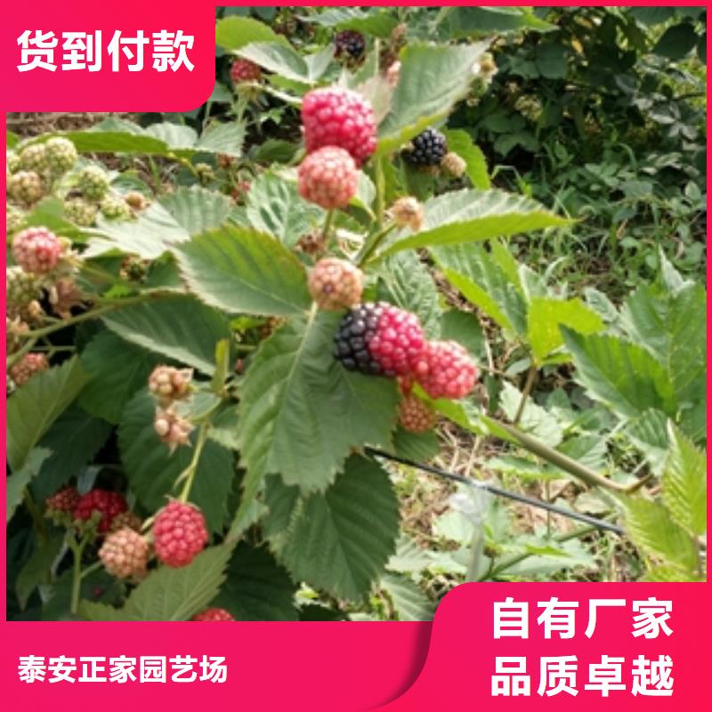 【 树莓苗 钙果苗源头直供】-正家园艺场(大兴安岭市分公司)