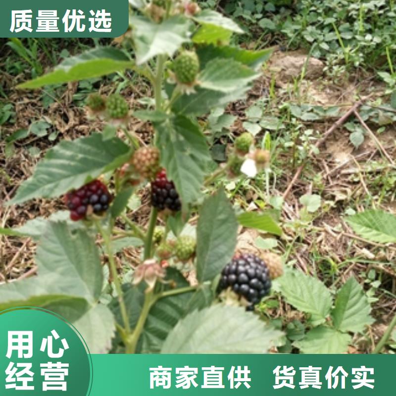 【树莓苗】-泰山景松 造型景松现货批发-服务区域包括蒲城|光泽|漳州|三明|泉州|厦门|莆田等-产品视频
