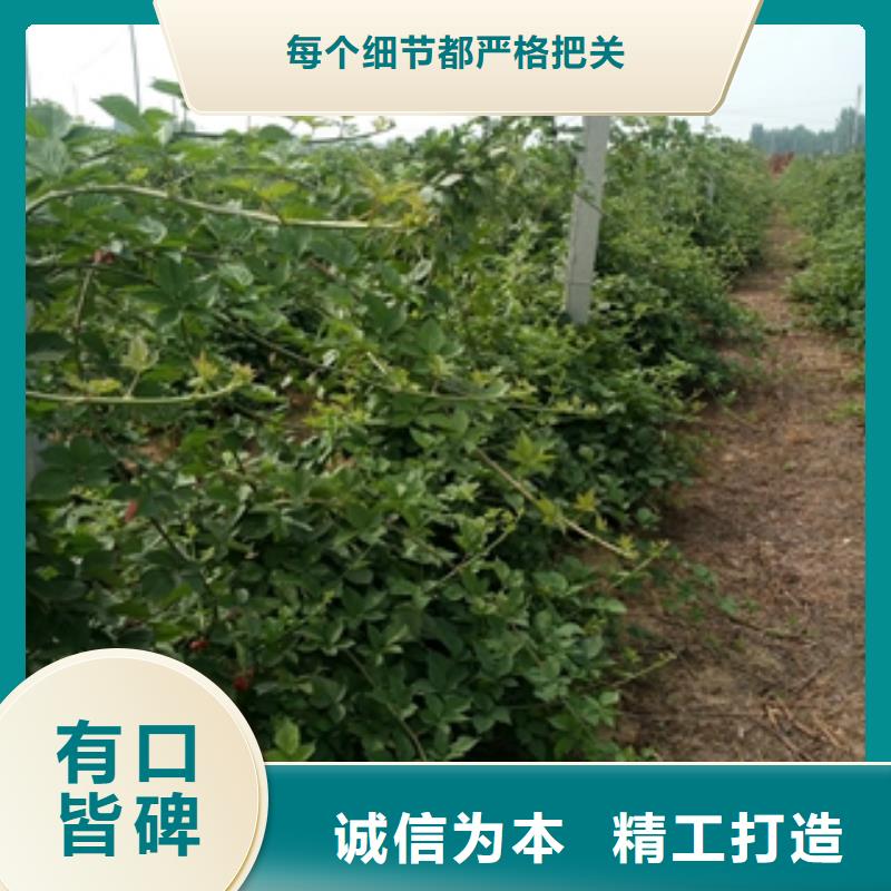 -呼玛|塔河|黑河|齐齐哈尔|牡丹江|鹤岗|哈尔滨|绥化|佳木斯【 树莓苗 钙果苗源头直供】