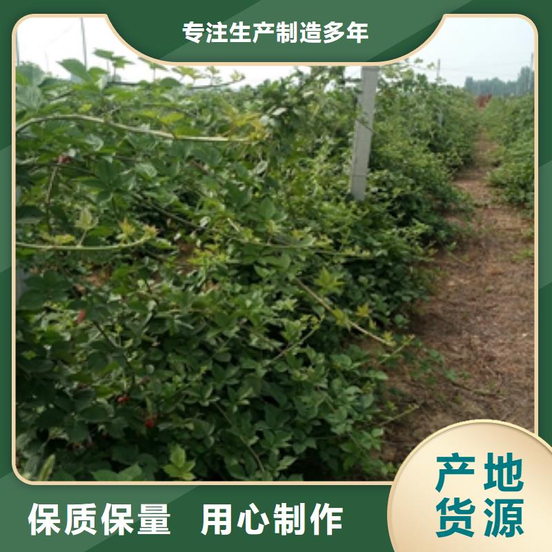 【树莓苗】_蓝莓苗生产经验丰富本地供应商