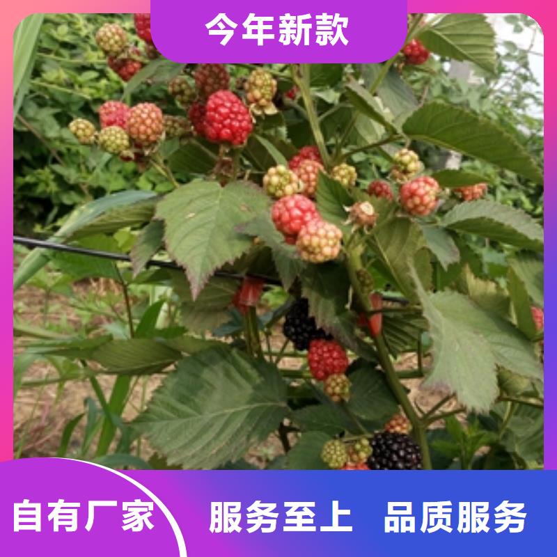 口碑好实力强【树莓苗】_蓝莓苗生产经验丰富