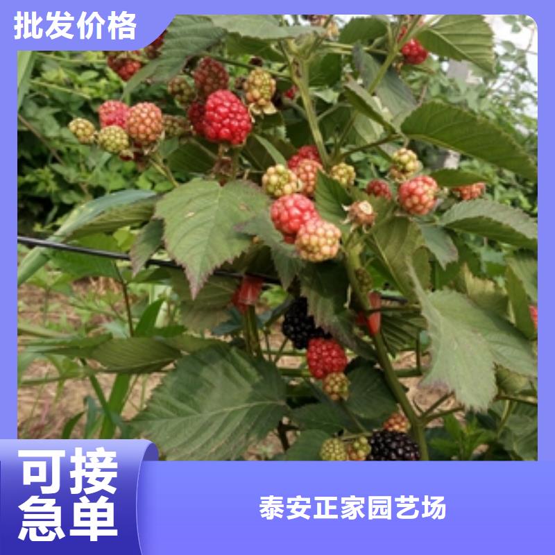 【树莓苗】_蓝莓苗生产经验丰富本地供应商