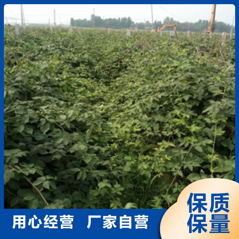口碑好实力强【树莓苗】_蓝莓苗生产经验丰富
