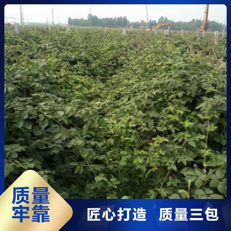【 树莓苗 钙果苗源头直供】-正家园艺场(大兴安岭市分公司)