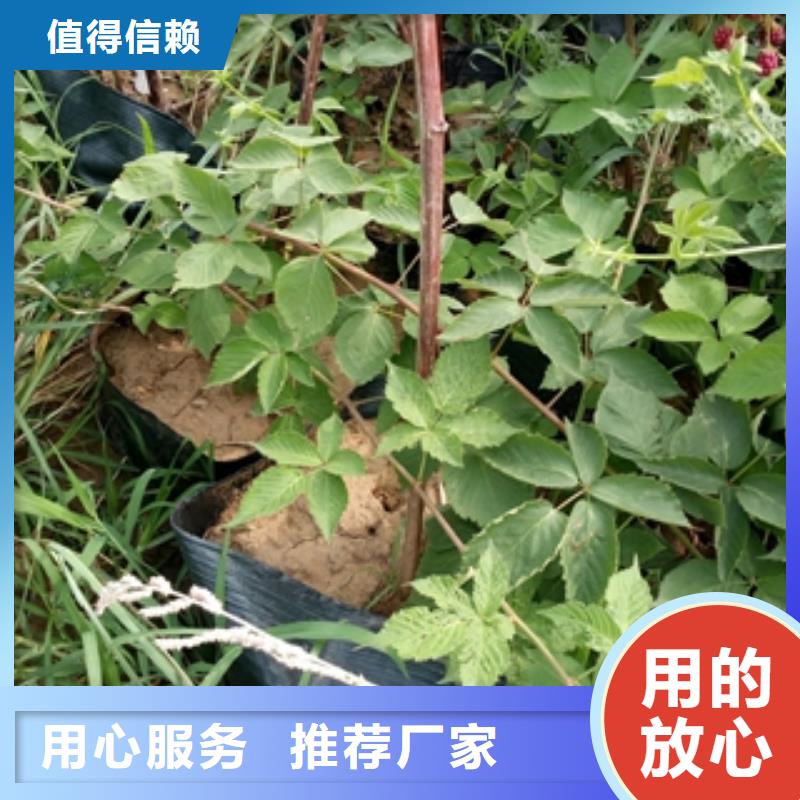 【树莓苗】_蓝莓苗生产经验丰富本地供应商