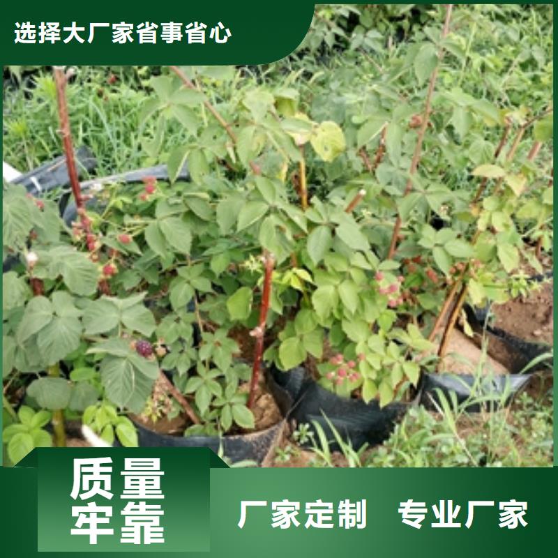 【树莓苗】-泰山景松 造型景松现货批发-服务区域包括蒲城|光泽|漳州|三明|泉州|厦门|莆田等-产品视频