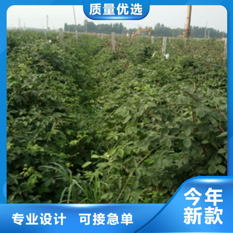 正家【树莓苗】-泰山景松 造型景松现货批发